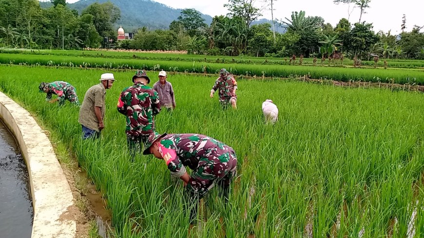 Koramil 14 Madukara Dampingi Petani dalam Perawatan Tanaman Padi hingga masa panen