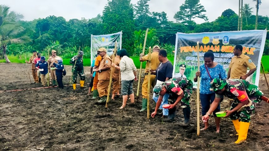 Dukung Program Prabowo Danramil Kemtuk Gresi Bersama Pemkab Jayapura Perkuat Lini Ketahanan Pangan dengan Padi Gogo