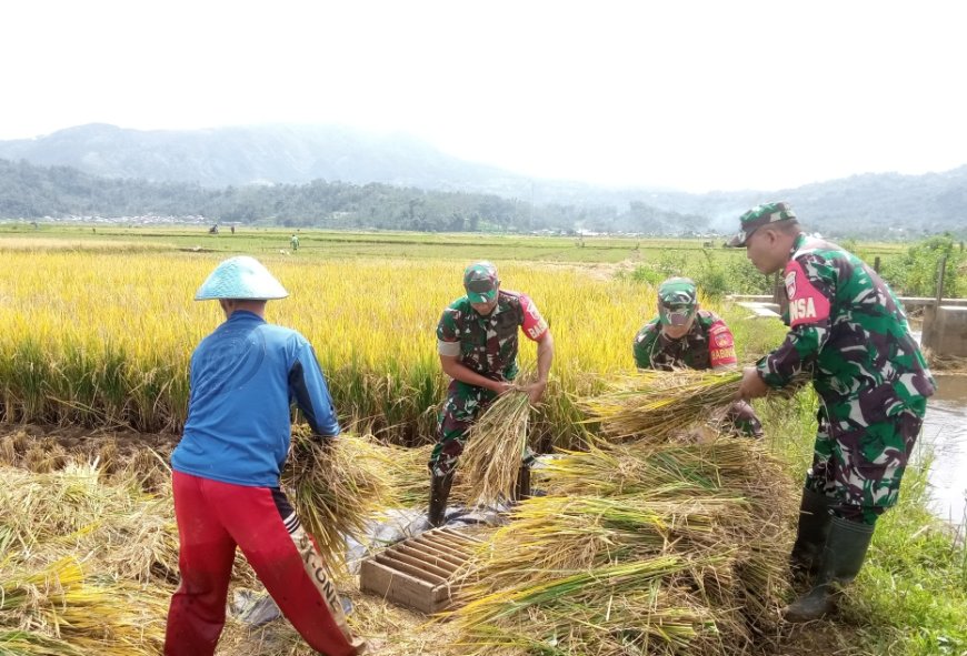 Babinsa Koramil 06 Kalibening Dampingi Petani Panen Padi 