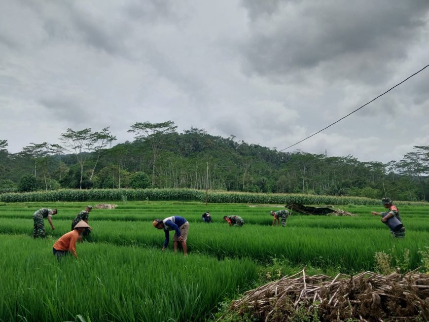 Danramil 12 Sigaluh Bersama Anggota Membantu Petani Memupuk Padi
