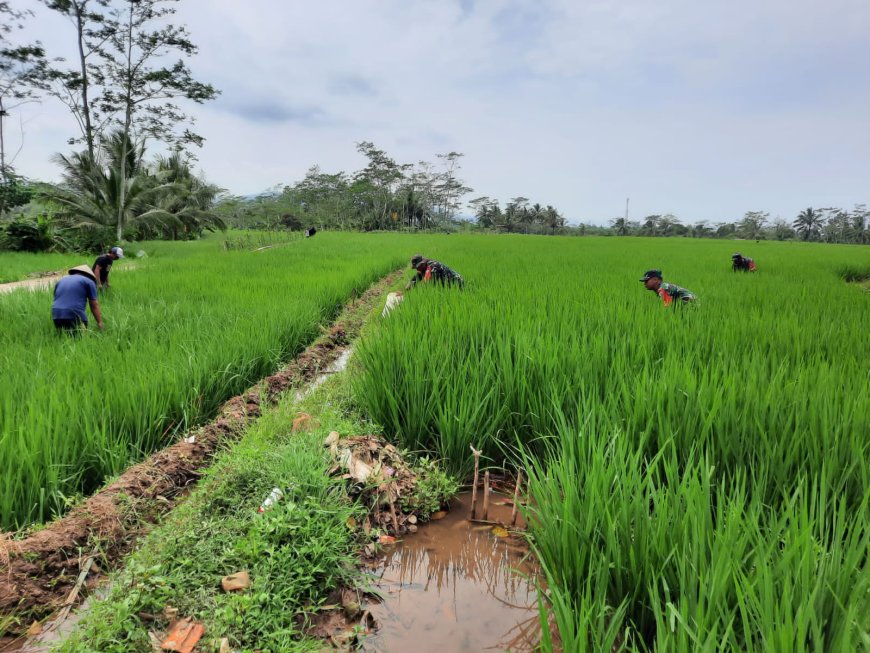 Koramil 03 Wanadadi Bersama Petani Laksanakan Matun Untuk Dukung Ketahanan Pangan