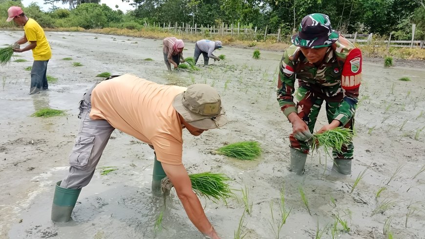 Kolaborasi Babinsa dan PPL Sukses Dukungan Teknis untuk Petani Padi di Skanto