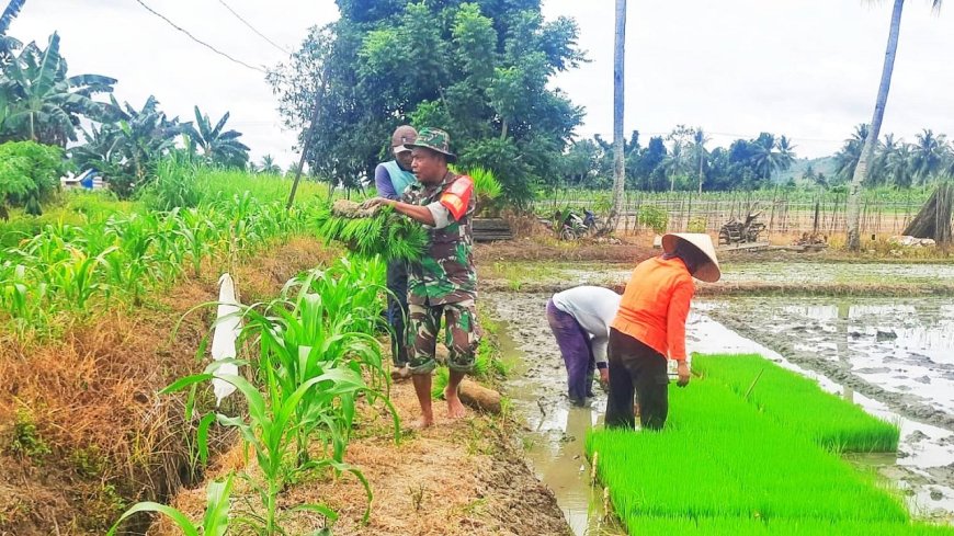 Sukseskan Program Swasembada Pangan Nasional Babinsa Muara Tami Bantu Petani Tanam Padi