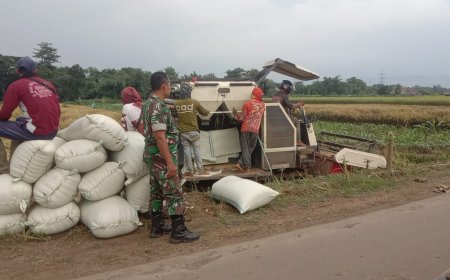 Babinsa Tegal Dampingi Penyerapan Gabah Hasil Panen