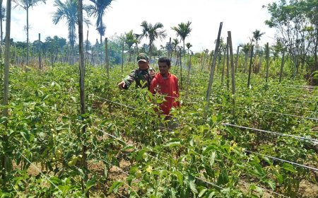 Tingkatkan Produktivitas Pertanian Babinsa Skanto Pendampingan Petani Tomat