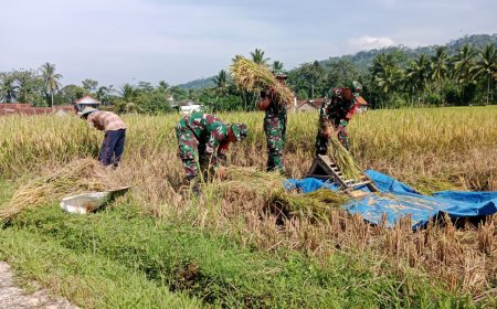 Kebersamaan di Sawah Danramil Madukara Panen Padi Bersama Petani