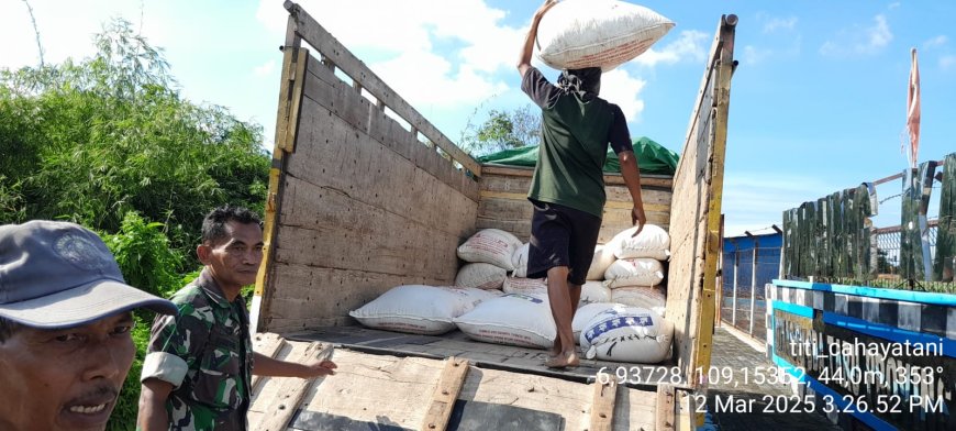 Serma Fakihudin Bantu Serap Gabah Dari Petani Desa Kabukan Tarub