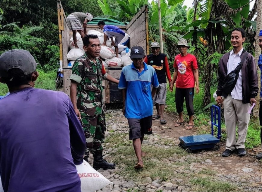 Babinsa Serma Fakihudin Dampingi Sergap Gabah Di Desa Jatirawa