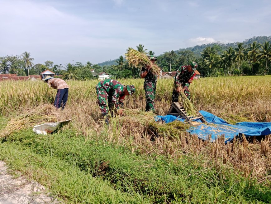 Kebersamaan di Sawah Danramil Madukara Panen Padi Bersama Petani