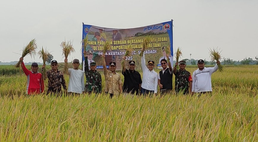 Dandim Dan Bupati Tegal Ikut Panen Raya Padi Di Desa Kertasari
