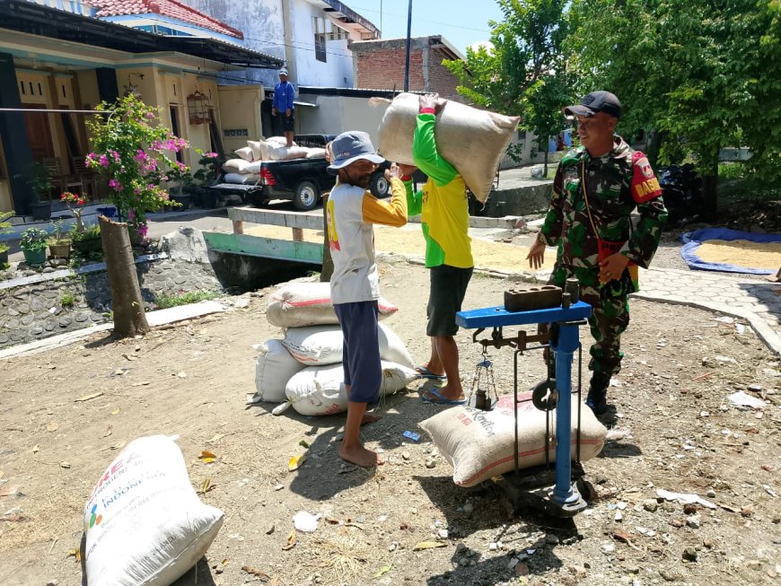 Babinsa Koramil Sumurpanggang Dampingi Serapan Gabah Petani