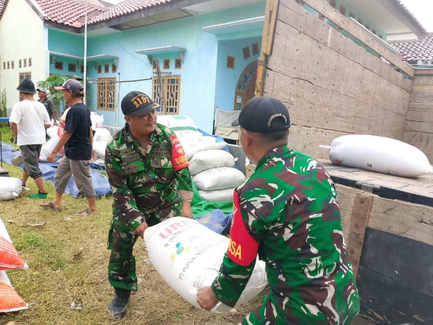 Babinsa Ramil Sumurpanggang Bersama  PPL, Dampingi Bulog Serap Gabah Panen Petani