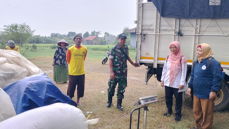Babinsa Dampingi Penyerapan Gabah Petani Oleh Bulog Di Wilayah Binaan