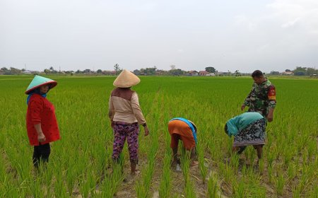 Babinsa Koramil 06 Kramat Turun ke Sawah Bantu Petani Bersihkan Gulma