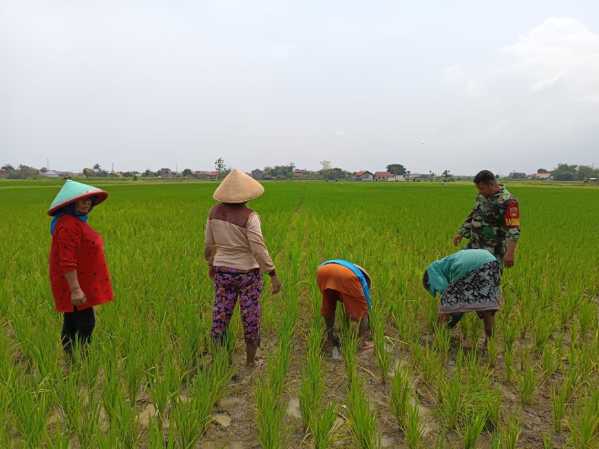 Babinsa Koramil 06 Kramat Turun ke Sawah Bantu Petani Bersihkan Gulma