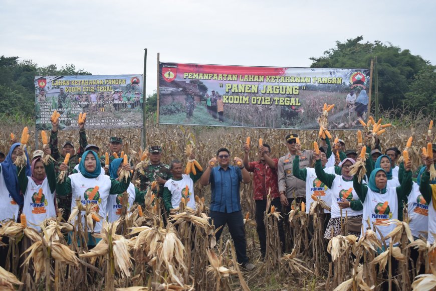 Kodim 0712 Tegal Gelar Panen Raya Jagung sebagai Bentuk Pemanfaatan Lahan Ketahanan Pangan