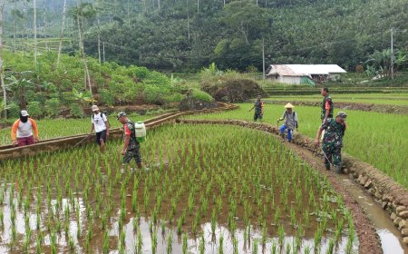 Babinsa Koramil 04Karangkobar  Bantu Petani Penyemprotan Hama Padi