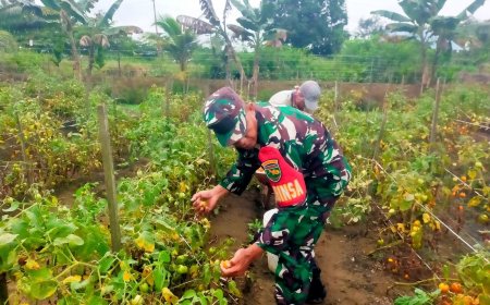 Perkuat Ketahanan Pangan, Babinsa Koramil Skanto Bantu Petani Panen Tomat