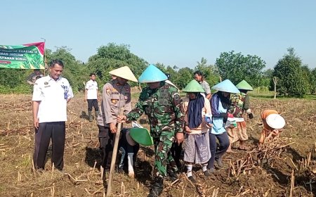 Danramil 11/Pangkah Tanam Jagung Varietas Macho di Desa Pesawahan