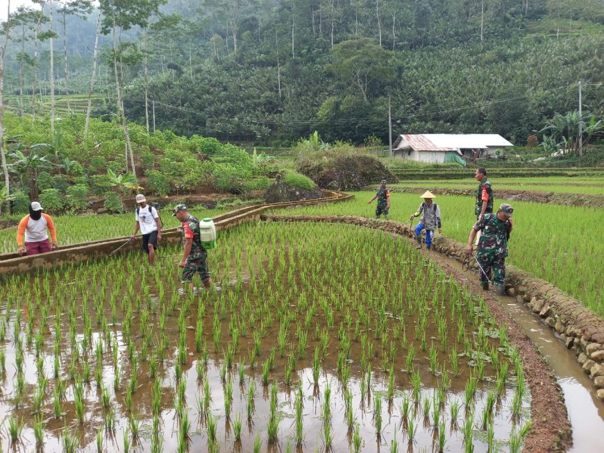 Babinsa Koramil 04Karangkobar  Bantu Petani Penyemprotan Hama Padi