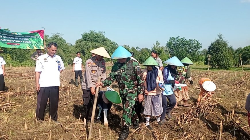 Danramil 11/Pangkah Tanam Jagung Varietas Macho di Desa Pesawahan