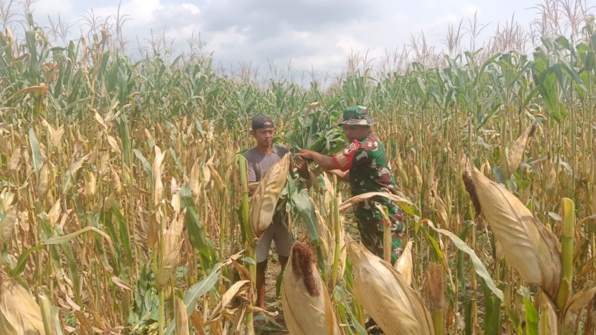 Babinsa Koramil 09 Susukan Dampingi Petani Jagung Wujudkan Ketahanan Pangan dari Desa