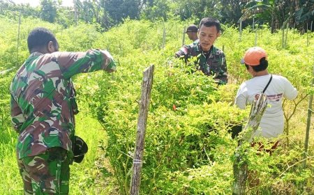 Wujud Kepedulian Terhadap Ketahanan Pangan, Babinsa Kodim 1701/Jayapura Bantu Warga Panen Cabai
