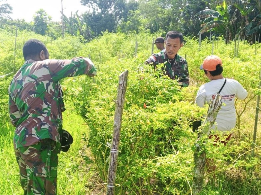 Wujud Kepedulian Terhadap Ketahanan Pangan, Babinsa Kodim 1701/Jayapura Bantu Warga Panen Cabai