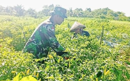 Dorong Peningkatan Ekonomi dan Ketahanan Pangan, Babinsa Koramil 1701-23/Skanto Dampingi Petani Panen Cabai