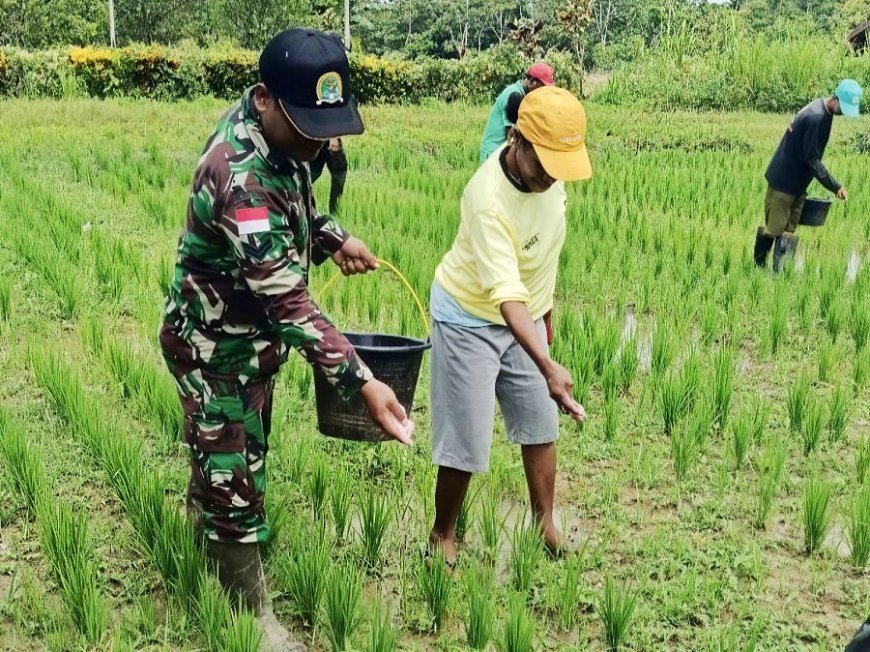 Dorong Produktivitas Padi, Babinsa Senggi Turun Langsung ke Lapangan Pastikan Pemupukan Sesuai Teknis