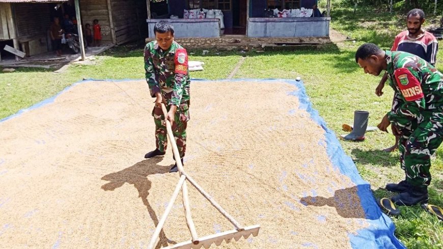 Babinsa Koramil 1701-14/Kemtuk Gresi Perkuat Ketahanan Pangan Lewat Pendampingan Pasca Panen Petani