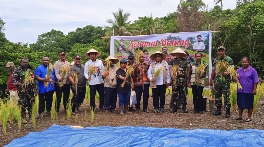 Babinsa Koramil Depapre Bersama Kelompok Tani Perkuat Ketahanan Pangan Gelar Panen Perdana Padi Ladang