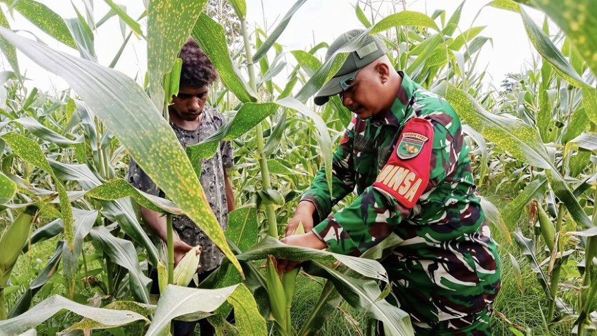 Perkuat Swasembada Pangan Babinsa Koramil 1701-23/Skanto Dampingi Panen Jagung Petani