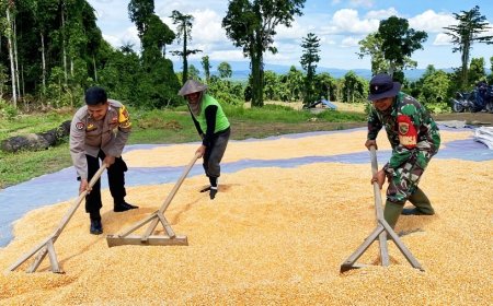 Babinsa-Bhabinkamtibmas Skanto Dampingi Petani Panen Jagung