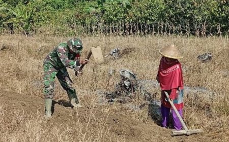 Babinsa Koramil Skanto Turun ke Sawah Dampingi Pembuatan Bedengan Petani Semangka