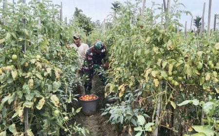 Dongkrak Ekonomi Petani, Babinsa Bantu Panen Tomat di Skanto