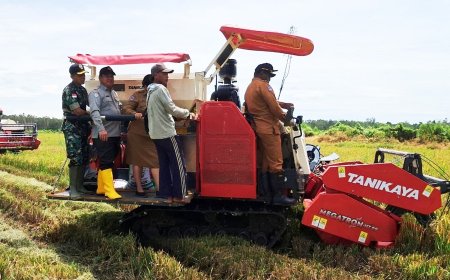 Dandim Merauke Bersama Bupati Laksanakan Panen Raya, Wujud Nyata Dukung Swasembada Pangan