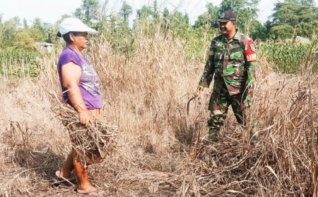 Babinsa Dampingi dan Bantu Warga Olah Lahan untuk Tanaman Cabai