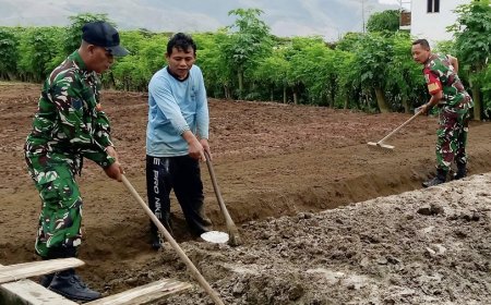 Dampingi Petani Sayur, Babinsa Sentani Dorong Ketahanan Pangan Lokal