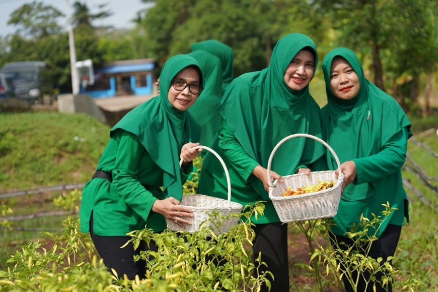 Dari Lahan Tidur Jadi Lahan Produktif, Danrem 174/ATW Panen Cabai Bersama Prajurit dan Persit