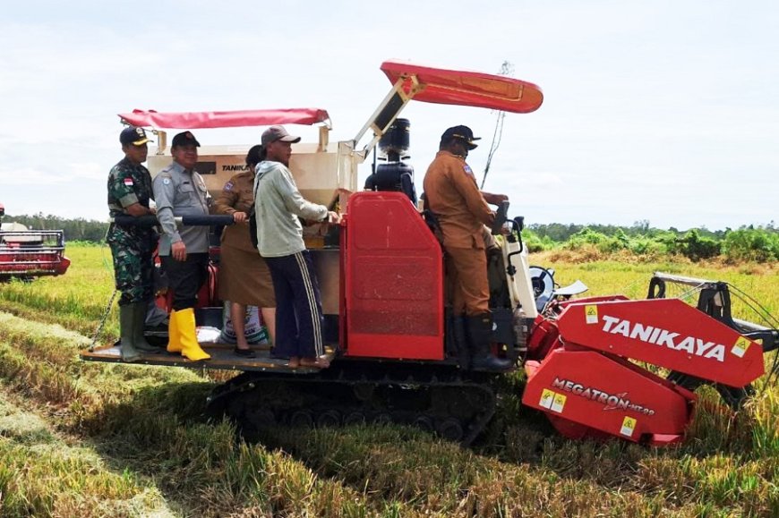 Dandim Merauke Bersama Bupati Laksanakan Panen Raya, Wujud Nyata Dukung Swasembada Pangan
