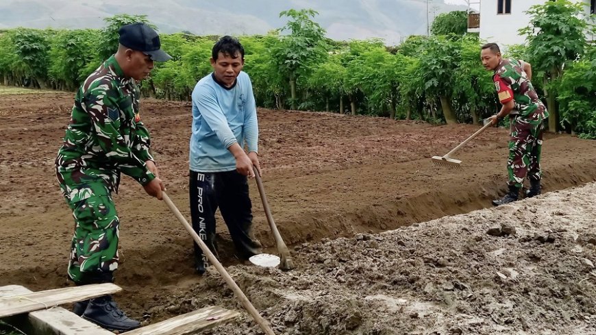 Dampingi Petani Sayur, Babinsa Sentani Dorong Ketahanan Pangan Lokal