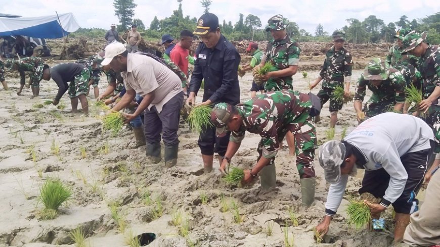 Tuju Swasembada Pangan, TNI dan Pemda Keerom Tanam Padi Perdana