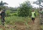 Babinsa Kodim Jayapura Bantu Petani Cegah Hama Jagung di Arso Barat