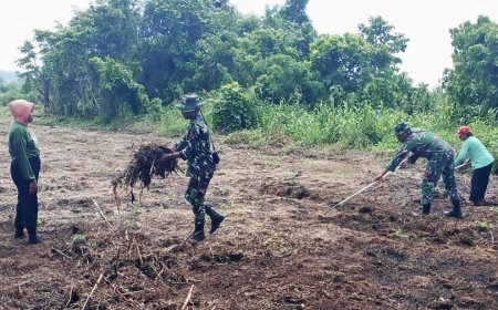 Babinsa Bantu Petani Jagung Bersihkan Lahan untuk Tanam Varietas Perkasa