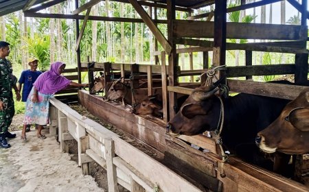 Dorong Usaha Berkelanjutan, Babinsa Bantu Tingkatkan Produktivitas Peternak Sapi
