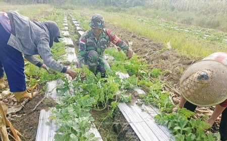 Babinsa Bantu Penataan Batang Semangka Pastikan Tanaman Tumbuh Optimal