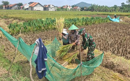 Alhamdulillah, Jalan Baru TMMD Brebes Sangat Membantu Petani Angkut Hasil Panen
