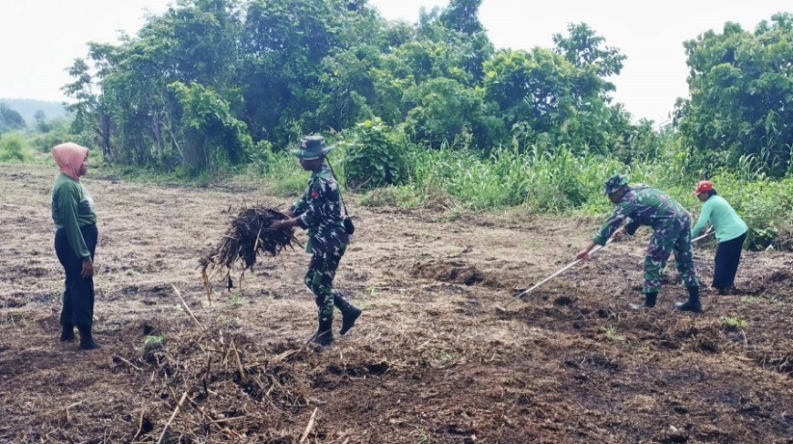 Babinsa Bantu Petani Jagung Bersihkan Lahan untuk Tanam Varietas Perkasa