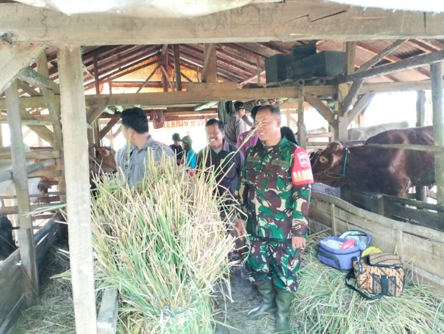 TMMD 127 Brebes Sasar Kesehatan Ternak: Dinas Peternakan Berikan Vaksin dan Vitamin di Desa Cikuya